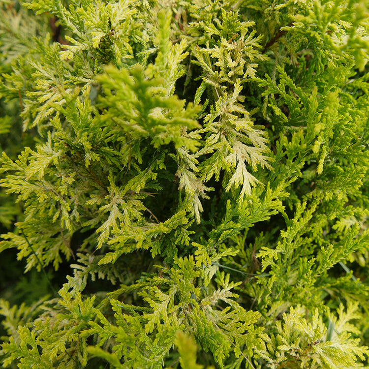 light green thuja branches