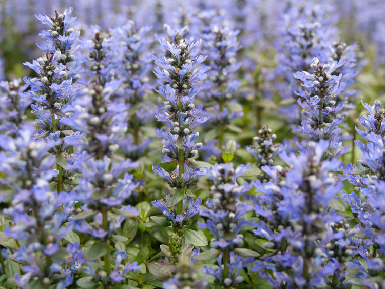 Low growing ajuga plant in shade