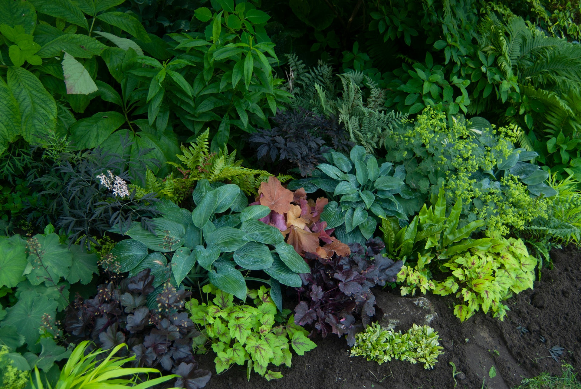 Hostas, coral bells, and other shade plants in the garden