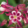 Up close image of 'Biedermeier Mix' Columbine in the color pink