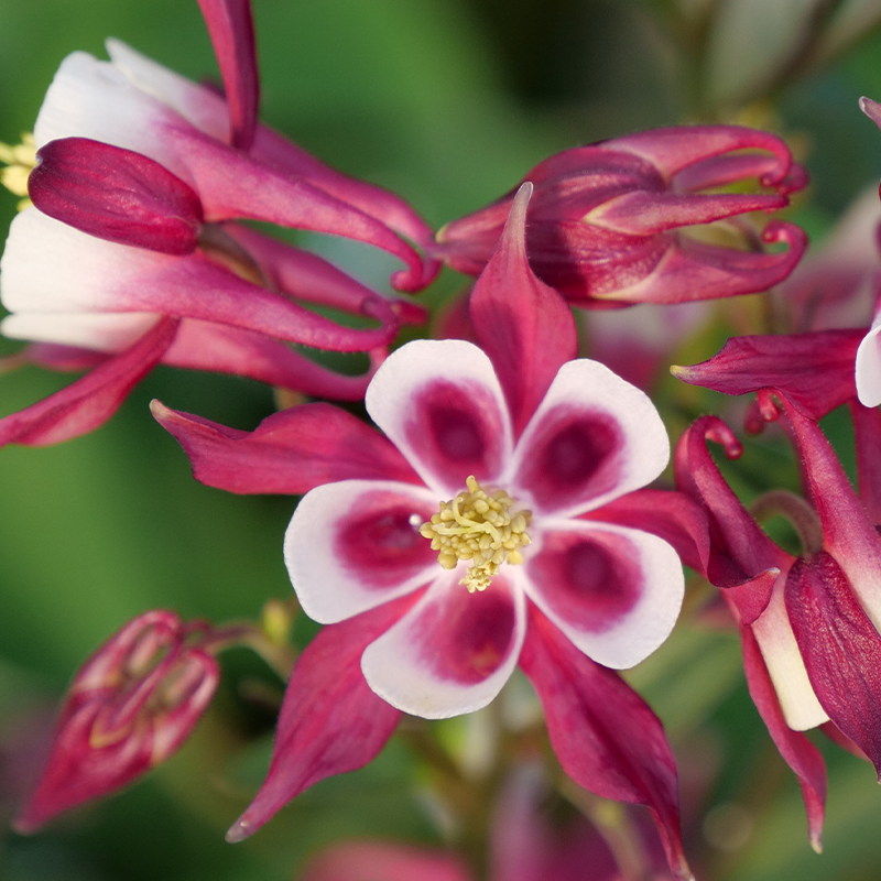 Up close image of 'Biedermeier Mix' Columbine in the color pink