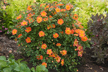 Orange and yellow flowering shrub