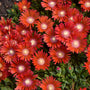 Kaleidoscope Dancing Embers Ice Plant has deep reddish orange flowers with cream  center.