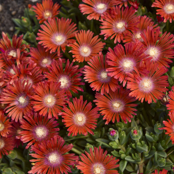 Kaleidoscope Dancing Embers Ice Plant has deep reddish orange flowers with cream  center.
