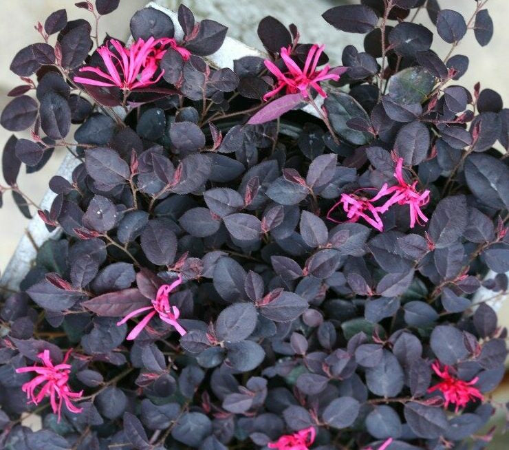 Maroon leaves with pink flowers