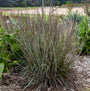 Feuillage argenté et pourpre en été, provenant du bluestem.