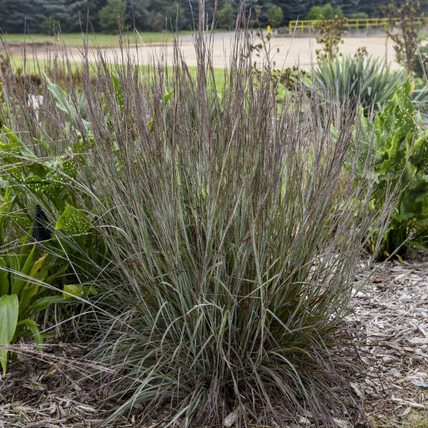 Feuillage argenté et pourpre en été, provenant du bluestem.