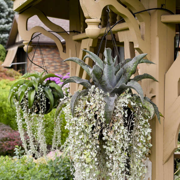 Mangave dans un panier suspendu avec des fleurs retombantes