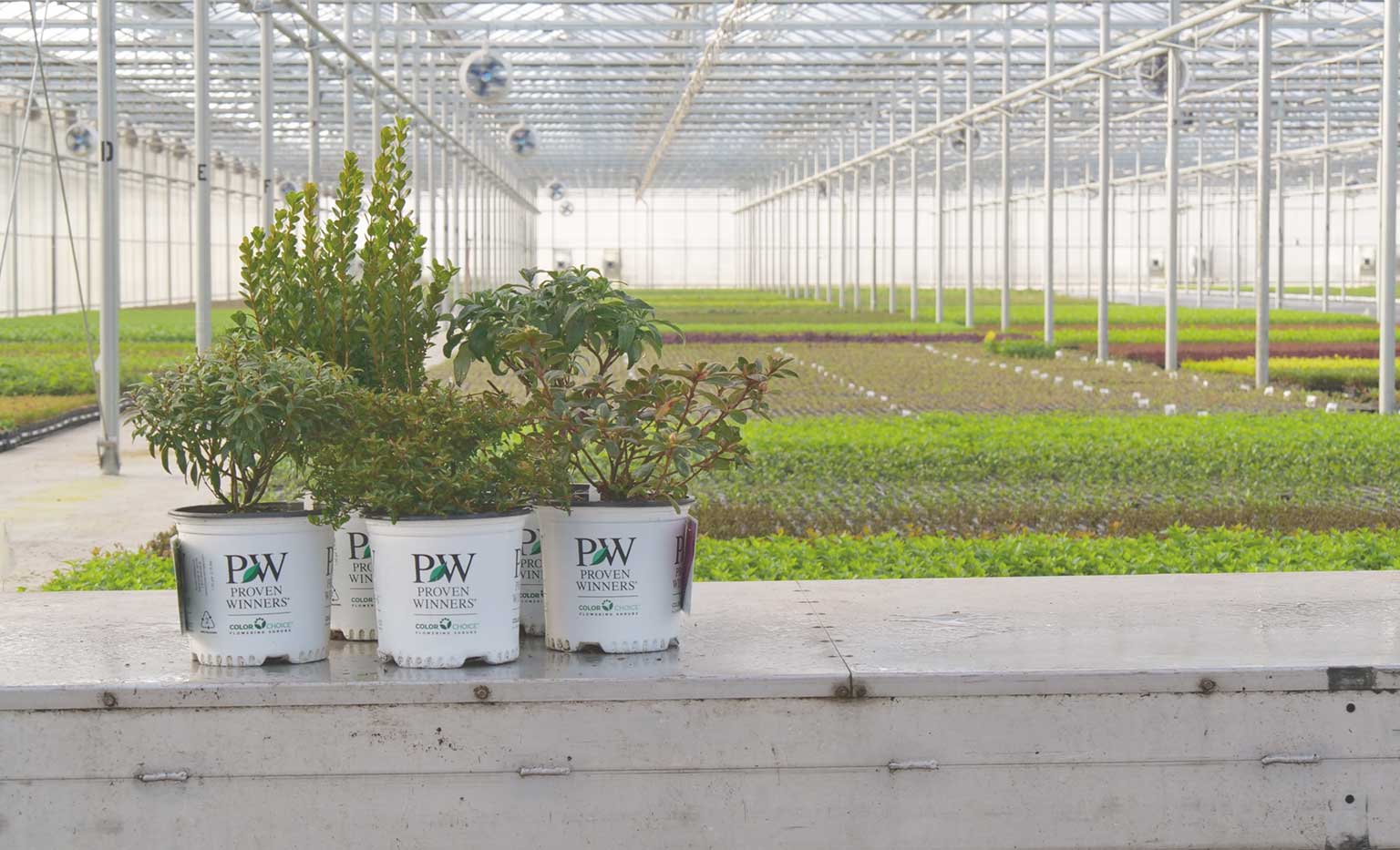 Gallon plants in a greenhouse