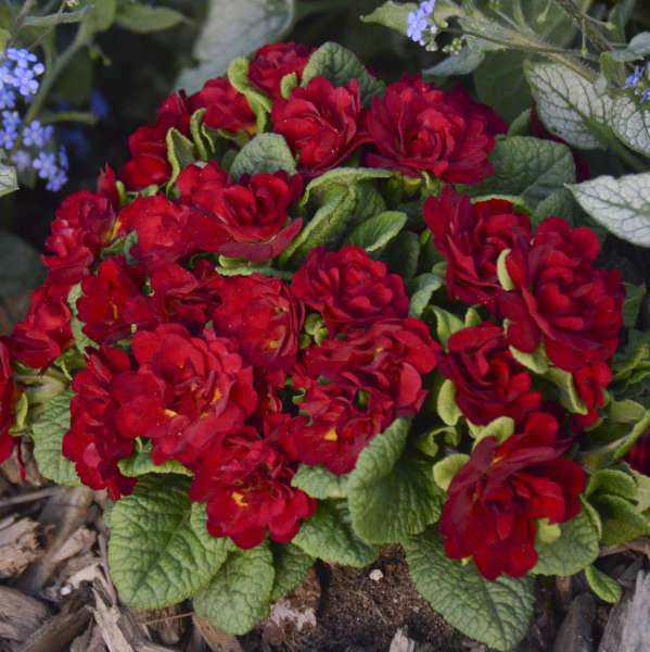 Close up of  Belarina Valentine Primrose deep red blooms with light green foliage.