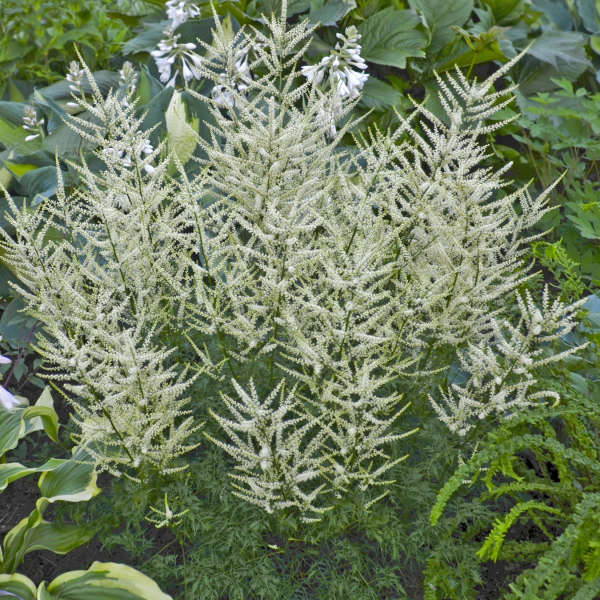 'Cheveux de fée' Barbe-de-bouc, délicates plumes florales d'un blanc crème.