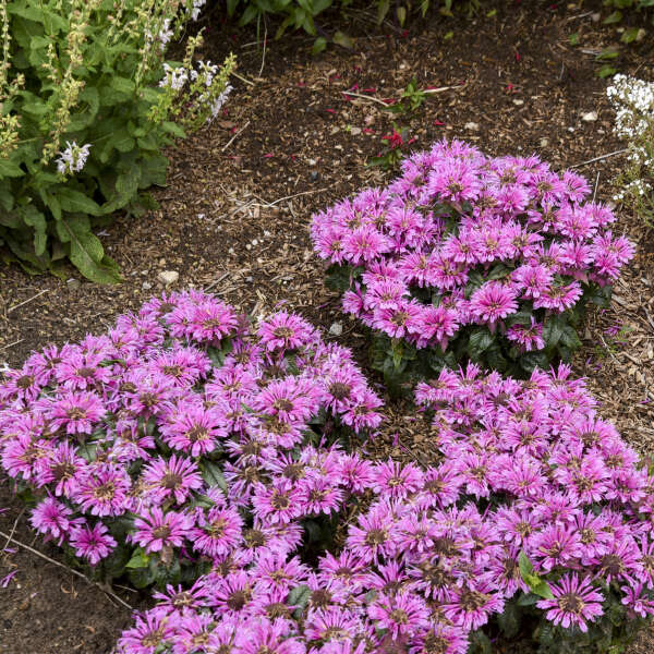 Pink bee balm flowers with glossy green foliage