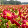 L'hémérocalle Rainbow Rhythm 'Blood Sweat And Tears' possède d'énormes fleurs de 6 cm aux magnifiques teintes roses et rouges et aux cœurs jaunes.