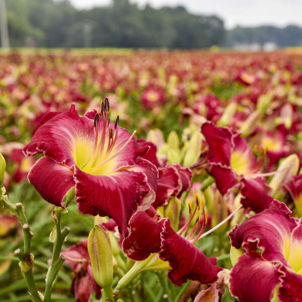 L'hémérocalle Rainbow Rhythm 'Blood Sweat And Tears' possède d'énormes fleurs de 6 cm aux magnifiques teintes roses et rouges et aux cœurs jaunes.