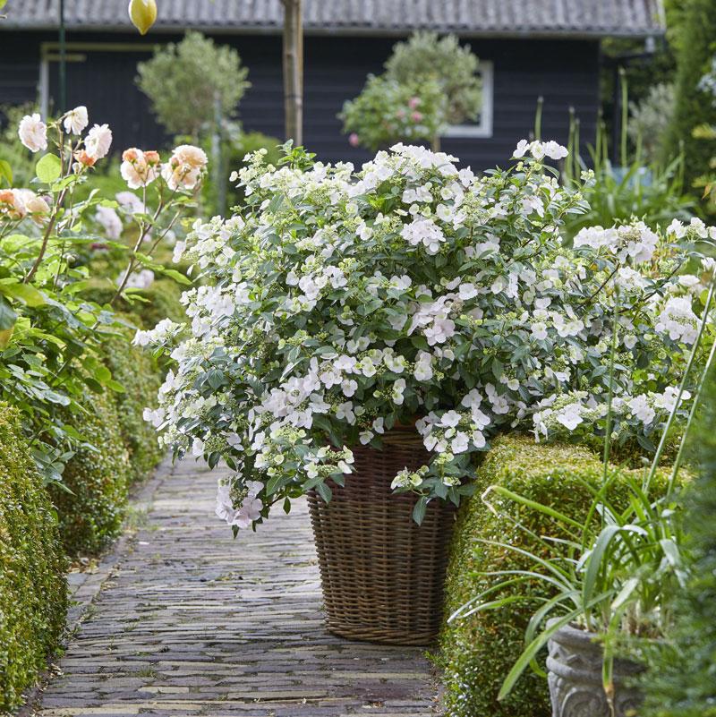 fairytrail bride cascading hydrangea in a pot with blooms on a walkway path
