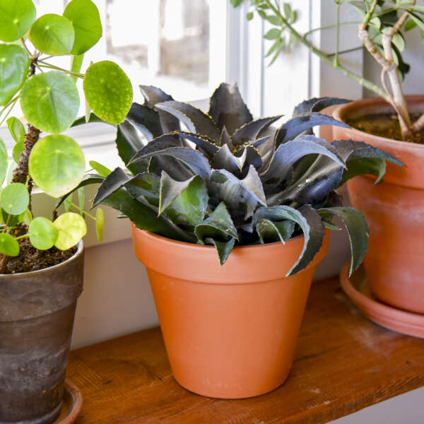 Silvery blue mangave foliage in a clay pot