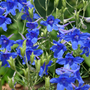 Close up image of bright blue delphinium flowers