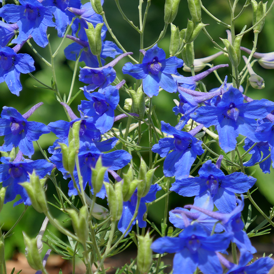 Close up image of bright blue delphinium flowers