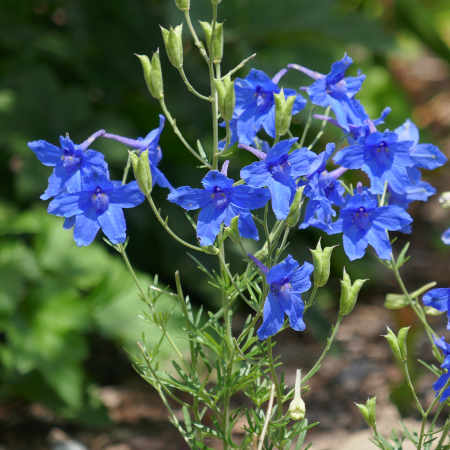 Close up image of bright blue delphinium flowers