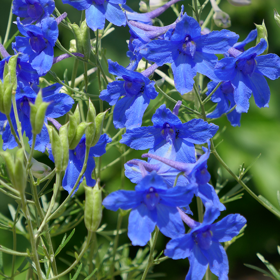 'Summer Nights' Delphinium Plants For Sale Great Garden Plants