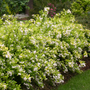 Chardonnay Pearls® Deutzia in a sunny garden hedge
