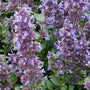 Whispurr Blue catmint is a great perennial for beginners with full sun