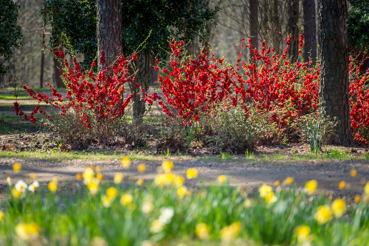 eye catching bright red blooms of flowering quinces with yellow flowers in the foreground