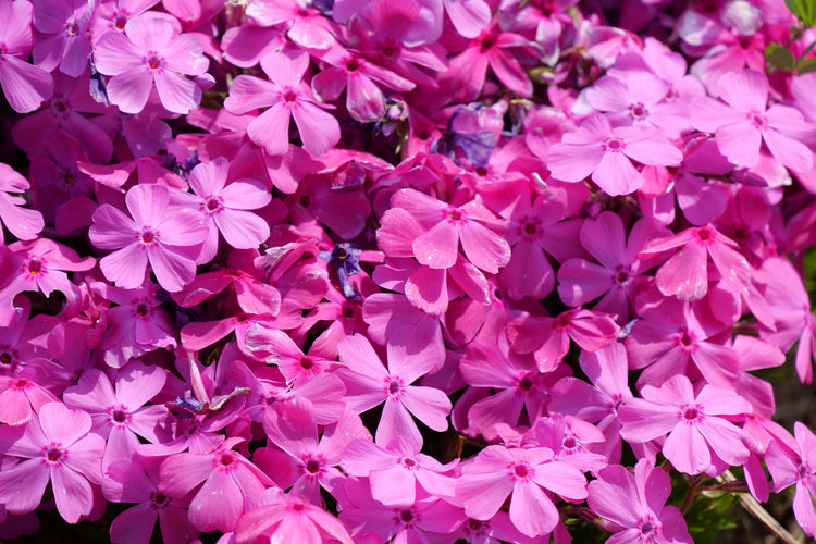 Deer resistant phlox with a blanket of bright pink blooms