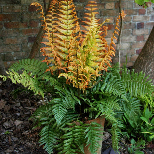 Great Garden Plants Jurassic Gold Wood Fern - Thumbnail 2