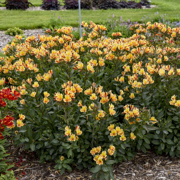 Le lys péruvien Summer Breeze, présent dans le jardin, possède un feuillage vert foncé et des fleurs jaune doré.
