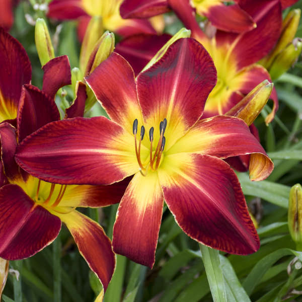 Gros plan sur l'hémérocalle Rainbow Rhythm 'Ruby Spider', aux fleurs rouge foncé à cœur jaune.