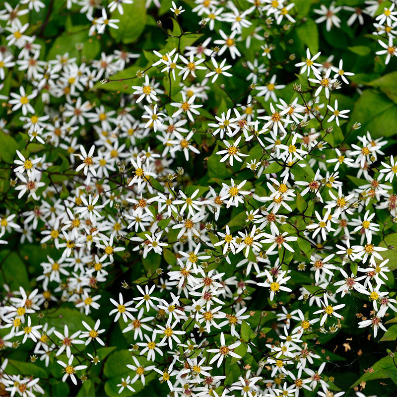 Aster en bois blanc 'Eastern Star'