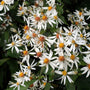 Aster en bois blanc 'Eastern Star'
