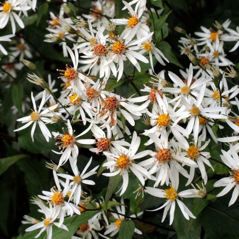 Aster en bois blanc 'Eastern Star'