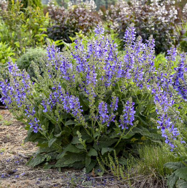 Living Large™ Big Sky Salvia has violet blue flowers and  large green leaves.