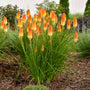 Kniphofia Hot and Cold Red Hot Poker has sturdy stalks of orange and gold flowers.