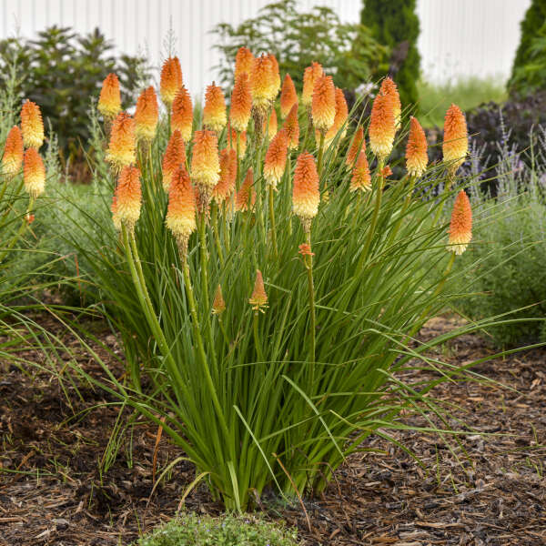 Kniphofia Hot and Cold Red Hot Poker has sturdy stalks of orange and gold flowers.