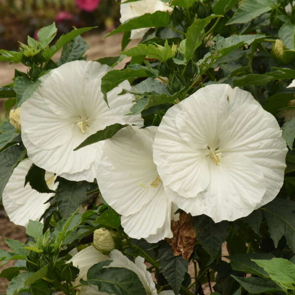 L'hibiscus vivace 'Marshmallow Moon' fleurit plus tôt que les autres et poursuit sa floraison jusqu'au début de l'automne.