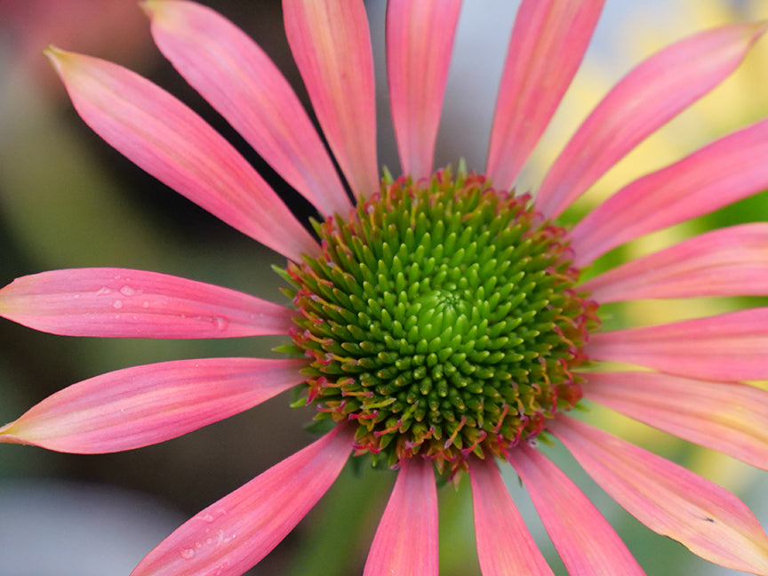 close up of pink flower blossom