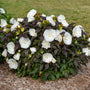 Summerific Cookies and Cream has six to seven inch flowers on dark foliage.