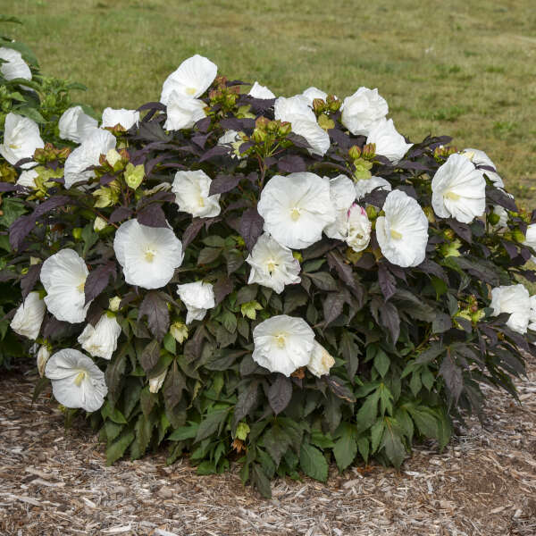 Summerific Cookies and Cream has six to seven inch flowers on dark foliage.