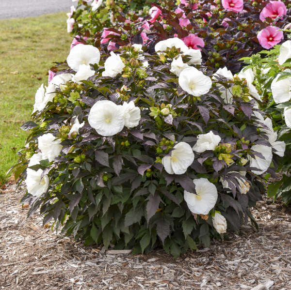 Summerific® 'Cookies and Cream' Perennial Hibiscus | Proven