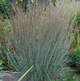 Blue Heaven Little Bluestem foliage is steel blue with purple highlights 