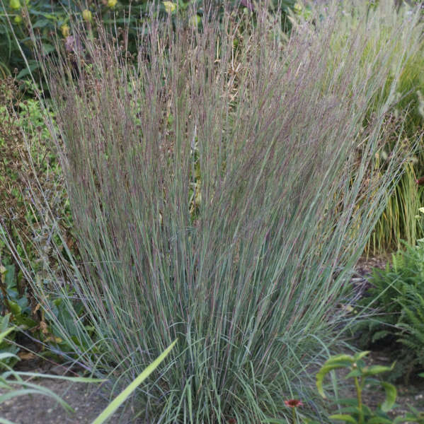 Blue Heaven Little Bluestem foliage is steel blue with purple highlights 