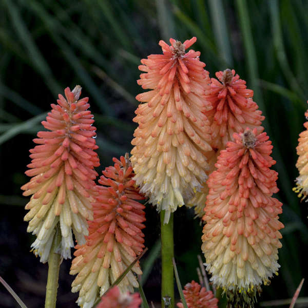Kniphofia Hot and Cold Red Hot Poker flower stalks of orange and gold.