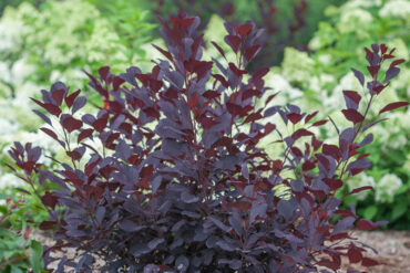 small bush with maroon leaves