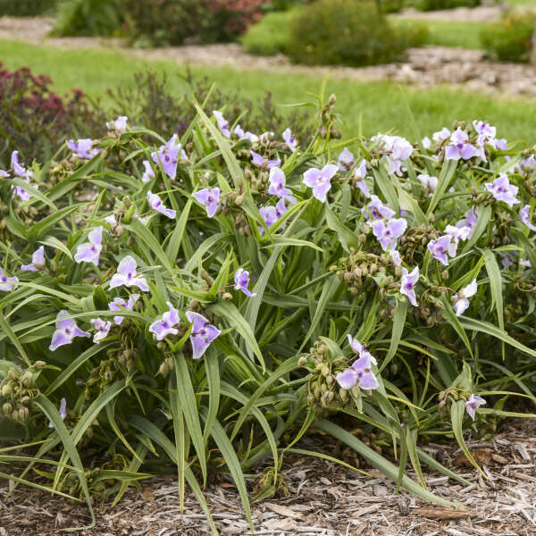 Tradescantia 'Webmaster' avec ses fleurs violettes dans le jardin.