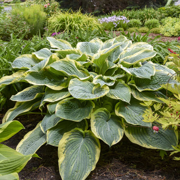 L'Hosta Gigantosaurus possède de grandes feuilles ondulées aux marges jaunes qui deviennent blanc crème en été. 
