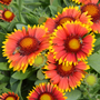 'Arizona Sun' Blanket Flower with bees