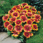 'Arizona Sun' Blanket Flower tucked between rocks